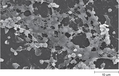 Biofilm structure under microscope