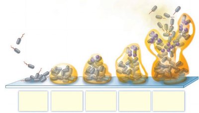 Biofilm formation stages