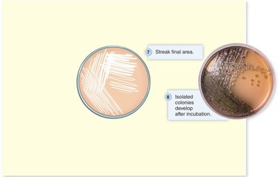 Streak-plate method and isolated colonies