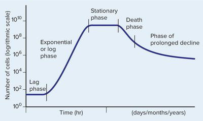 Growth curve phases