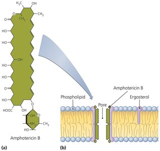 Amphotericin B binding to ergosterol in fungal membranes
