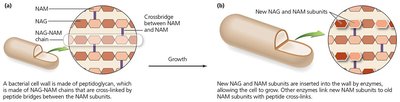 Bacterial cell wall synthesis and cross-linking