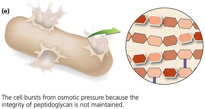 Cell lysis due to weakened peptidoglycan