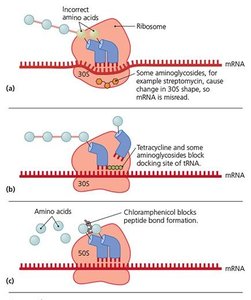 Mechanisms of protein synthesis inhibition (30S and 50S subunit targets)