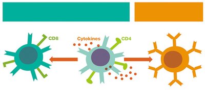 T helper and T cytotoxic cell roles