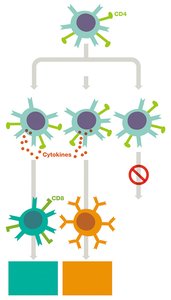 T helper cell subclasses