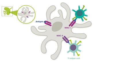 APC presenting antigens to T cells in lymph node