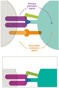 T cell activation signals