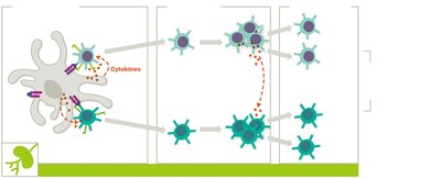 T cell proliferation and differentiation