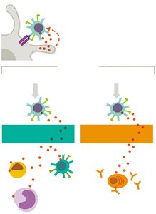 Cytokine influence on T helper cell differentiation