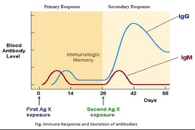 Primary and secondary antibody response graph