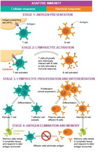 Stages of adaptive immunity diagram