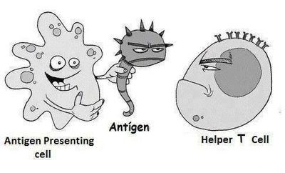 Antigen presenting cell and helper T cell cartoon