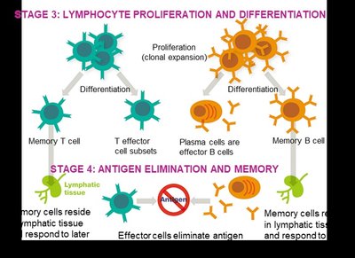Lymphocyte proliferation and differentiation diagram
