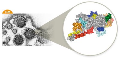 Antigen with multiple epitopes
