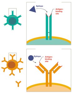 T cell and B cell receptors binding epitopes