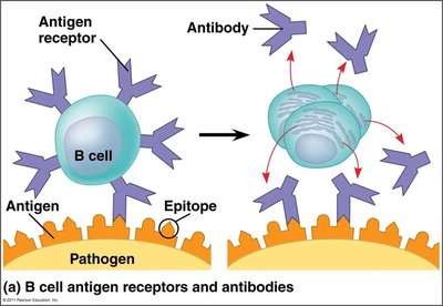 B cell activation and antibody secretion