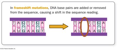 Frameshift mutation diagram