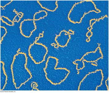 Circular DNA molecules (plasmids)