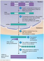 cDNA synthesis from mRNA