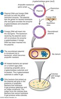 Blue-white screening for recombinant bacteria