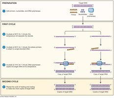 Polymerase chain reaction process