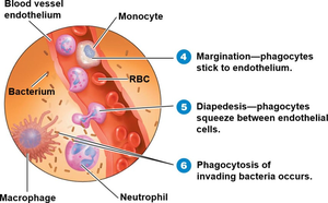 Phagocyte migration during inflammation
