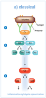 Classical pathway of complement activation