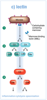 Lectin pathway of complement activation