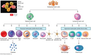 Hematopoiesis and blood cell differentiation
