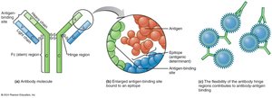 Antibody structure and antigen binding