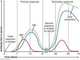 Primary and secondary immune responses