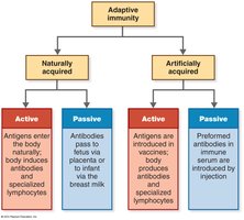 Types of adaptive immunity
