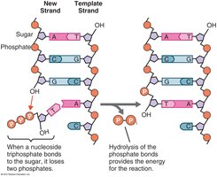 Adding a nucleotide to DNA