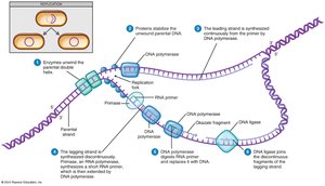 Summary of events at the DNA replication fork