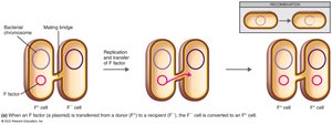 Conjugation in E. coli