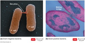 Conjugation in Gram-negative and Gram-positive bacteria