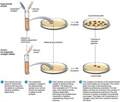 Ames reverse gene mutation test