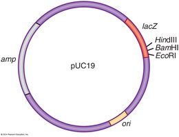 Plasmid map used in rDNA technology