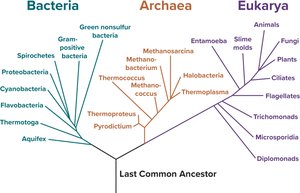 Universal Tree of Life showing three domains: Bacteria, Archaea, Eukarya