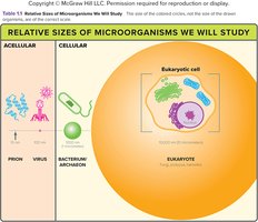 Relative sizes of microorganisms: prion, virus, bacterium/archaeon, eukaryotic cell