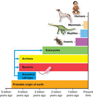 Evolutionary timeline of microorganisms and multicellular life