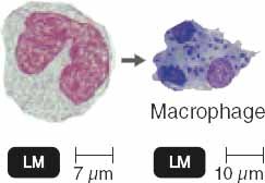 Monocyte and macrophage under microscope