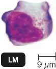 Lymphocyte under microscope