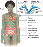Diagram of the lymphatic system