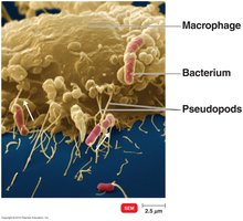 Macrophage engulfing bacteria