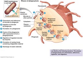 Phases of phagocytosis