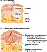 Tissue damage and vascular reactions in inflammation