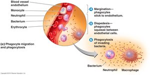 Phagocyte migration and phagocytosis