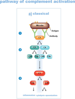 Classical pathway of complement activation